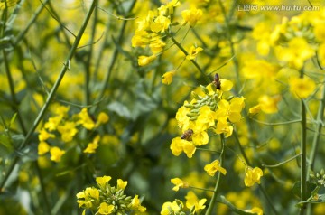 油菜花