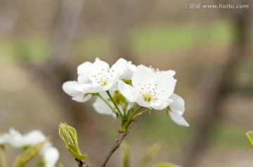 梨花摄影