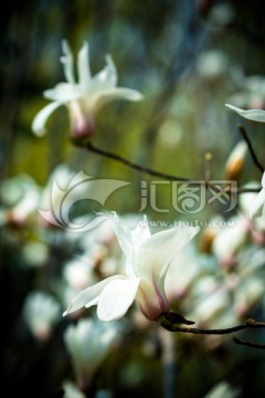 玉兰花
