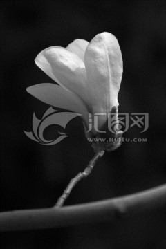 黑白世界的玉兰花