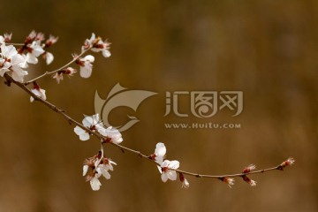一支桃花