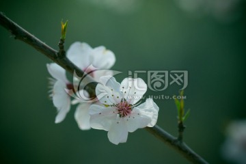 桃花开了