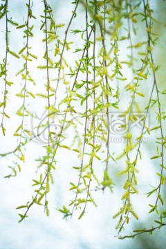 柳树发芽