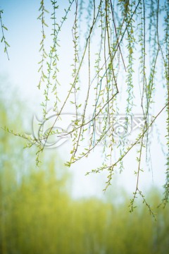发芽的杨柳