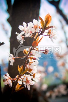 桃花花开