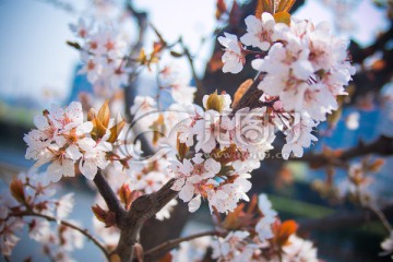 桃花