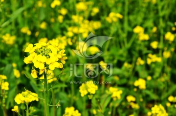 油菜地