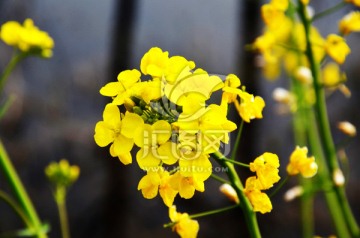油菜花