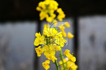 油菜花