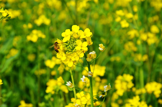 油菜花和蜜蜂