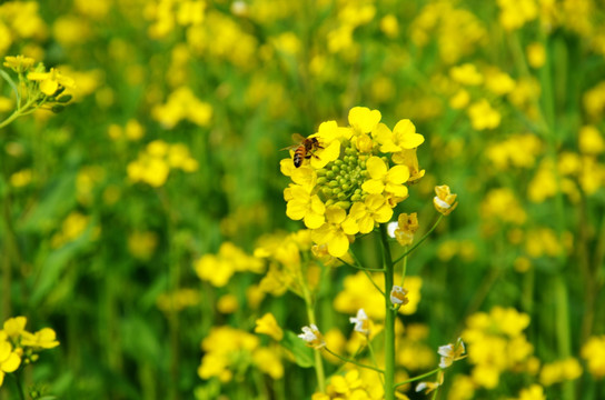 油菜花
