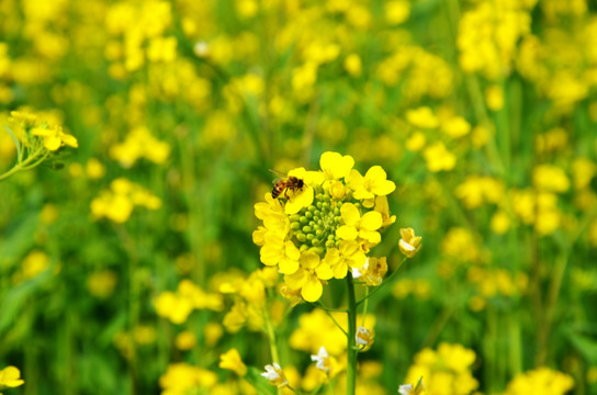 油菜花