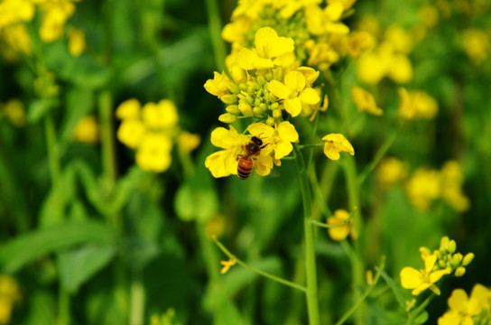 油菜花