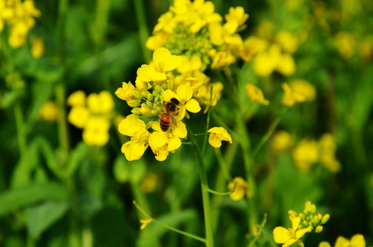油菜花