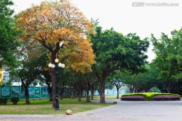 深圳笔架山公园 林荫道