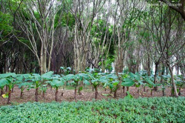 深圳笔架山公园