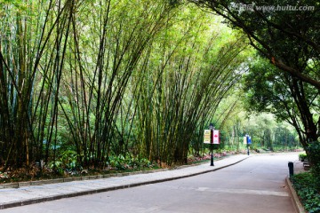 深圳笔架山公园 林荫道