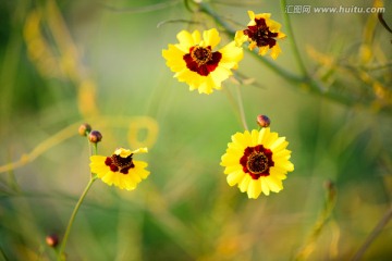 雪菊野菊花