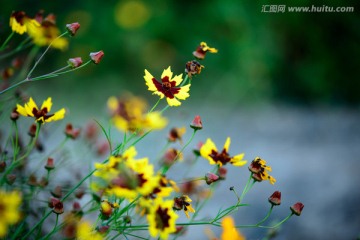 天山雪菊