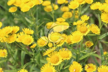 蒲公英的黄花簇