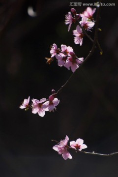 野桃花