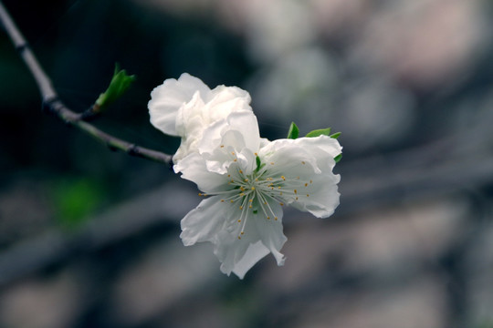 桃花