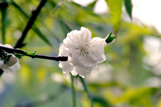 桃花