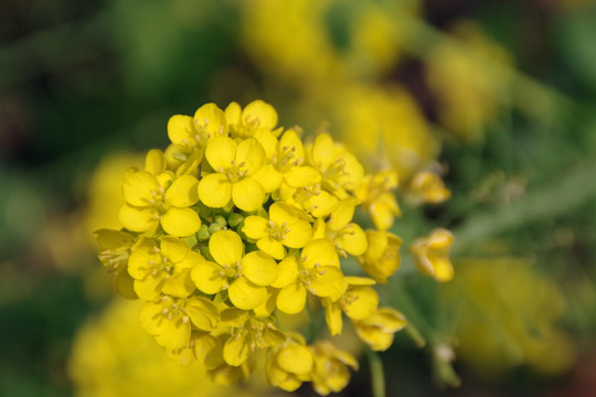 油菜花