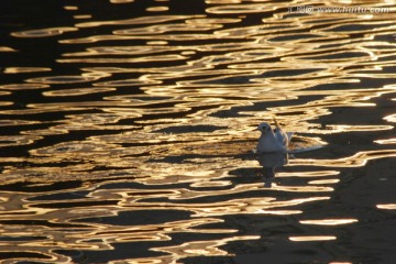 夕阳海鸥