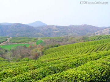 茶山