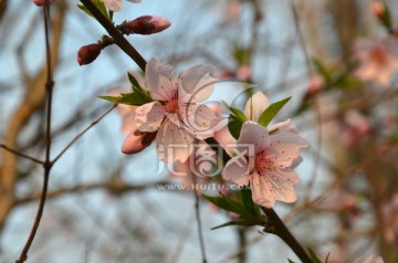 桃花盛开