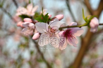 桃花