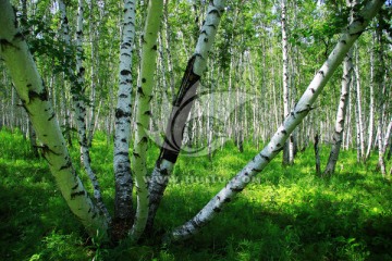 森林中的白桦树