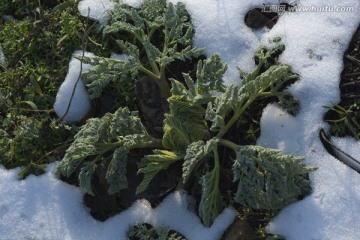 雪中草药