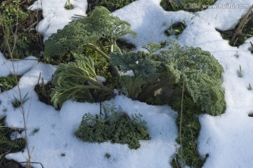 雪中草药