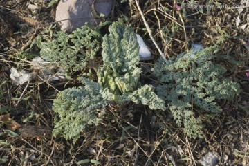 阿魏草药