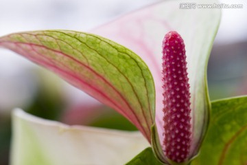 花烛 红掌 特写