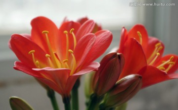 君子兰 花卉 红花