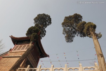 龙泉寺松柏