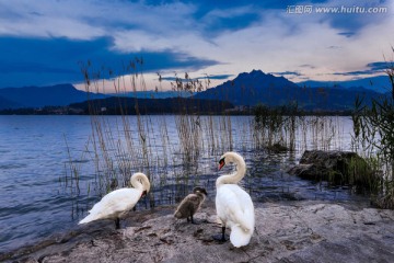 瑞士琉森湖天鹅湖