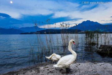 瑞士琉森湖的白天鹅