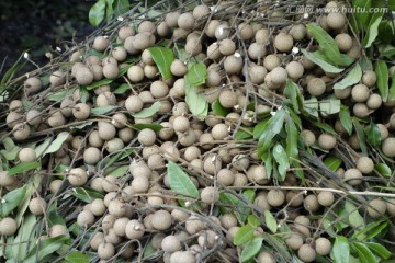 桂圆