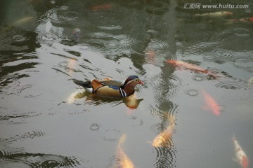 鸳鸯