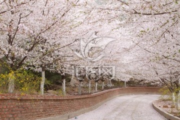 樱花小路