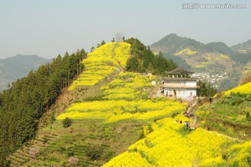 安徽歙县石潭油菜花