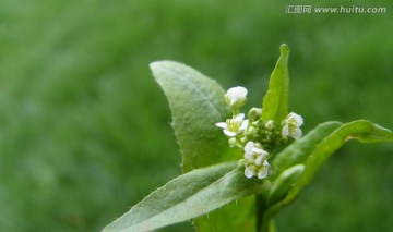 地米菜花