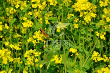 油菜花