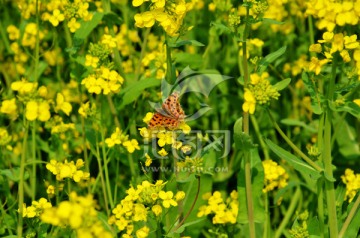 油菜花