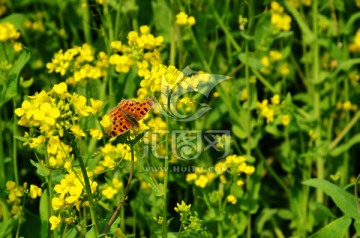 油菜花和蝴蝶