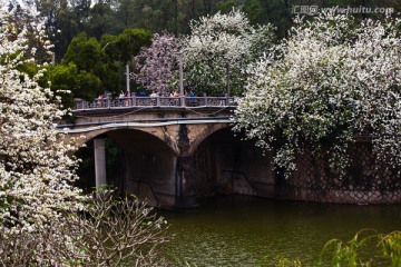 春天的深圳东湖公园